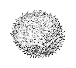Physcomitridium readeri, spore. Drawn from J.K. Bartlett s.n., 19 Mar. 1980, CHR 449103.
 Image: R.C. Wagstaff © Landcare Research 2019 CC BY 3.0 NZ
